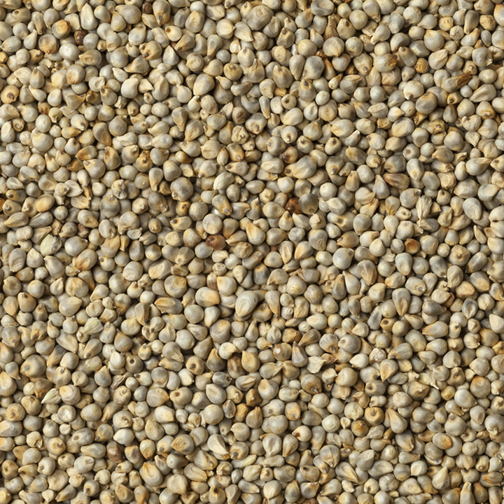 grain seeds green millet seeds