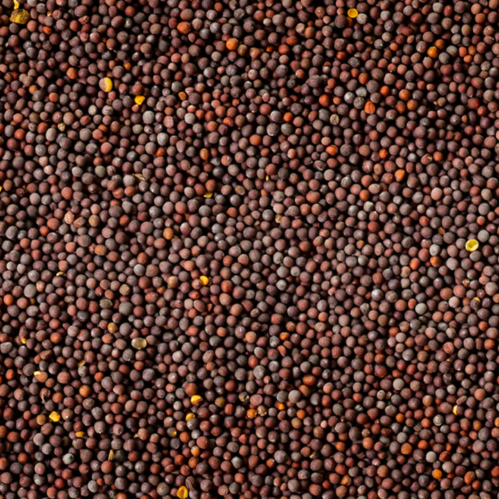 oil seeds mustard seeds